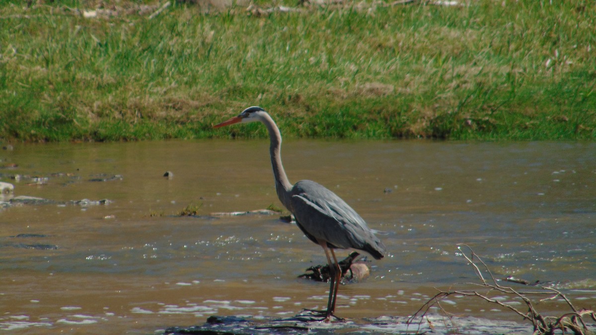 Great Blue Heron - ML634721994