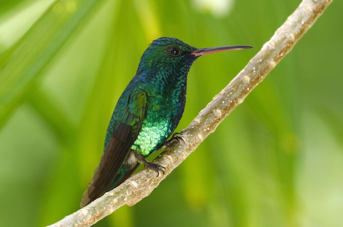 Blue-chinned Sapphire - ML634722018