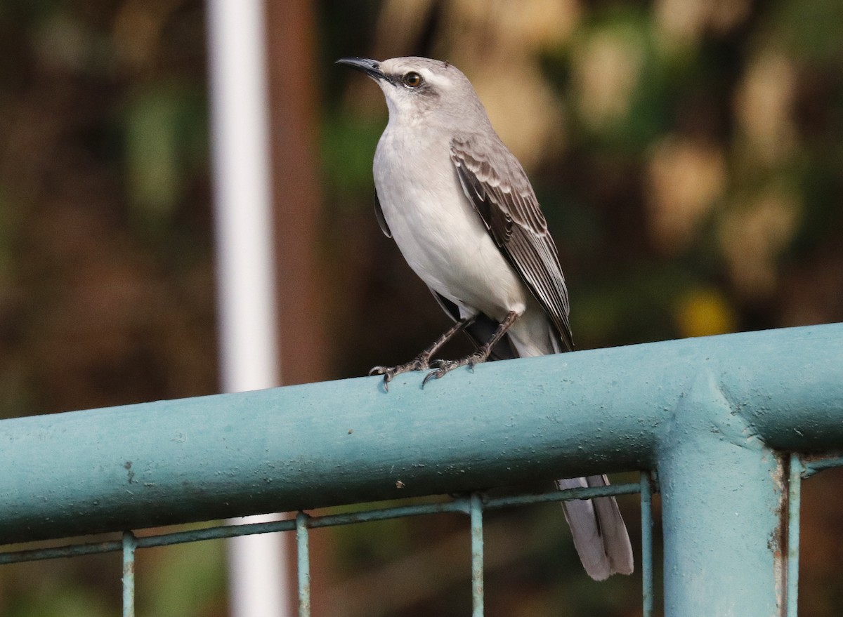 Tropical Mockingbird - ML634722055