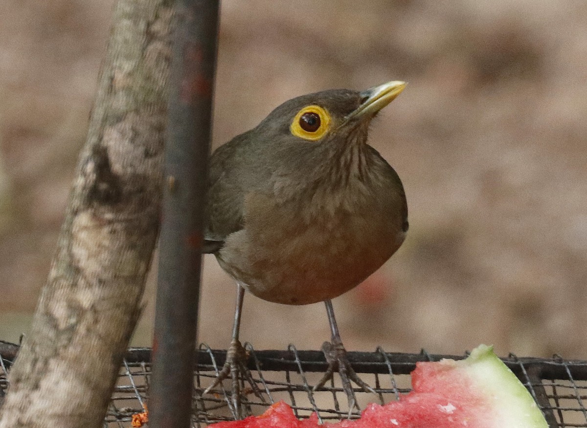 Spectacled Thrush - ML634722073