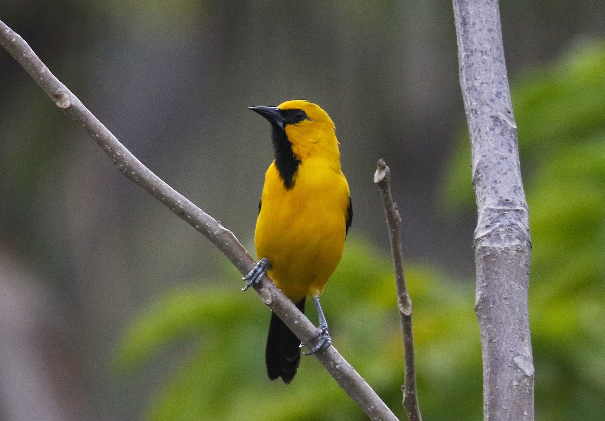 Yellow Oriole - ML634722090