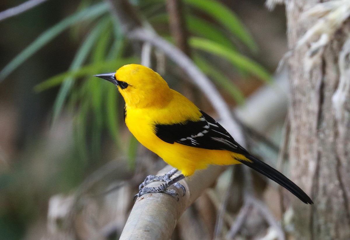 Yellow Oriole - ML634722108