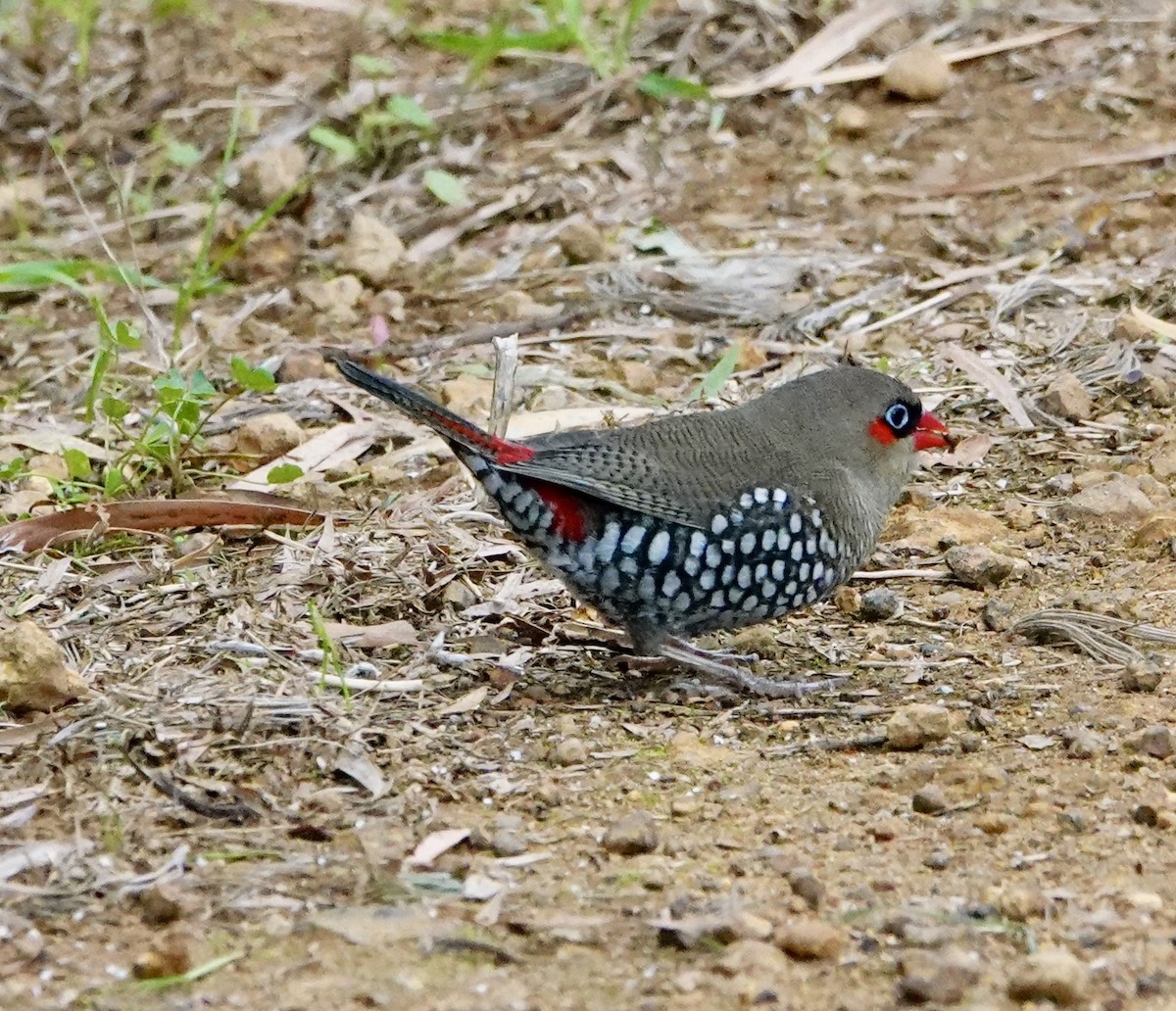 Red-eared Firetail - ML634722351