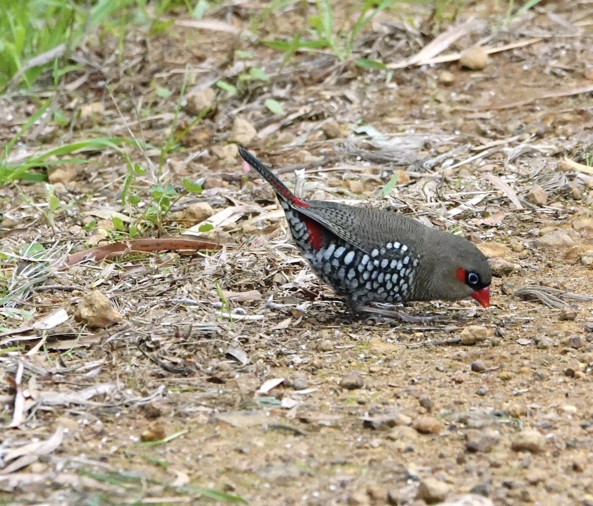 Red-eared Firetail - ML634722352