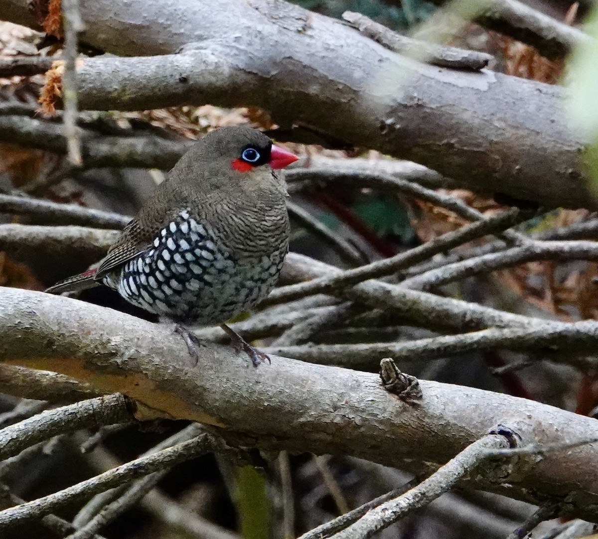 Red-eared Firetail - ML634722353