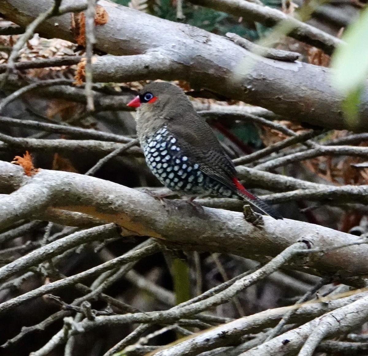 Red-eared Firetail - ML634722354
