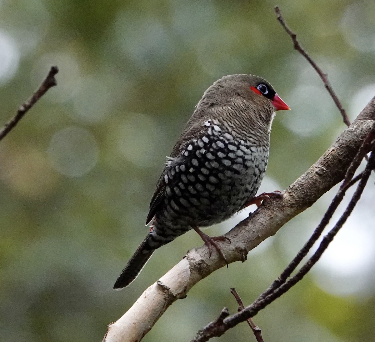Red-eared Firetail - ML634722355