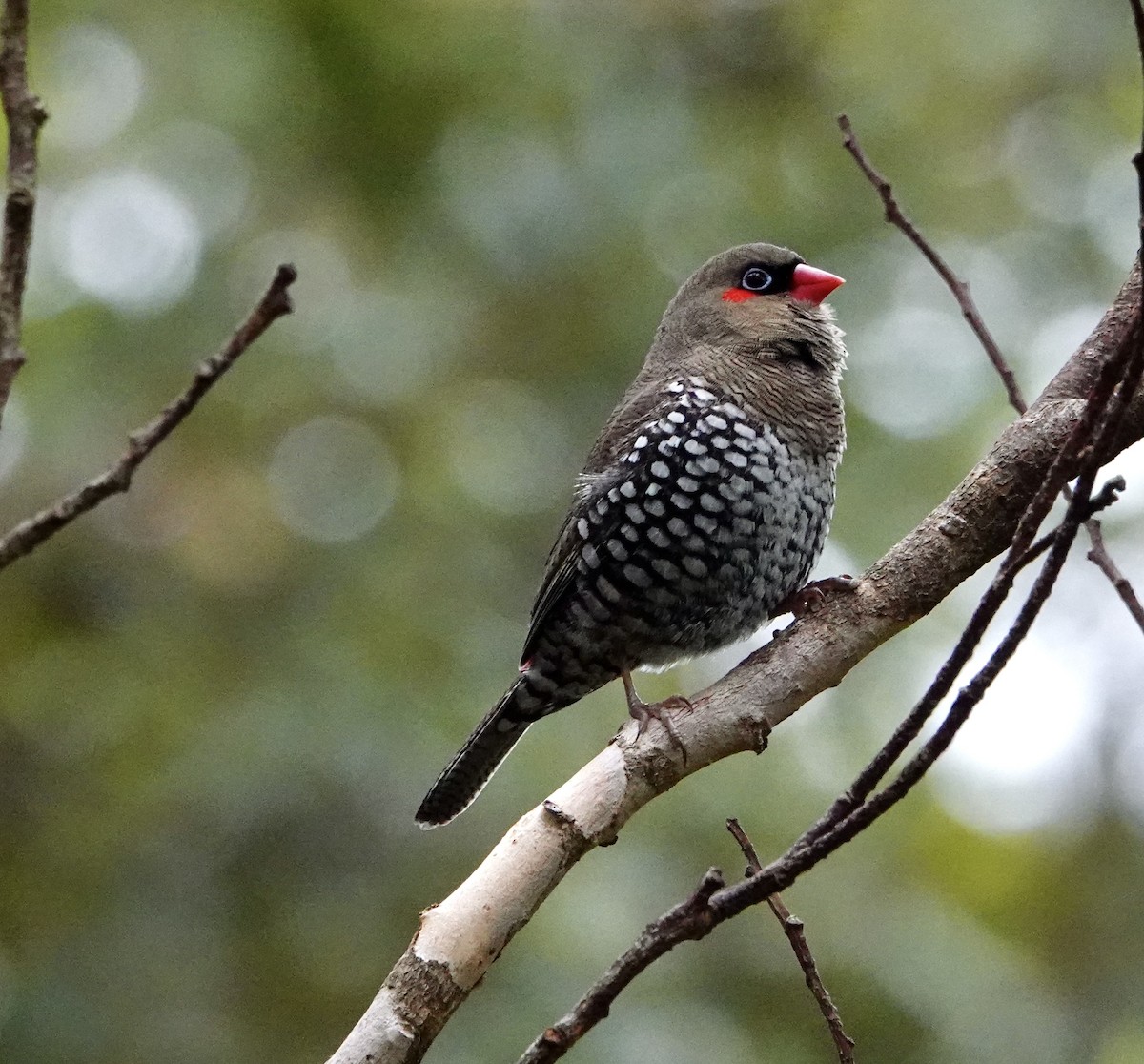 Red-eared Firetail - ML634722356