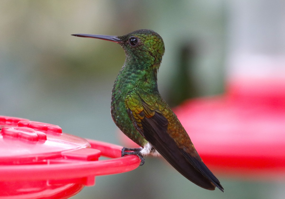 Copper-rumped Hummingbird - ML634722395