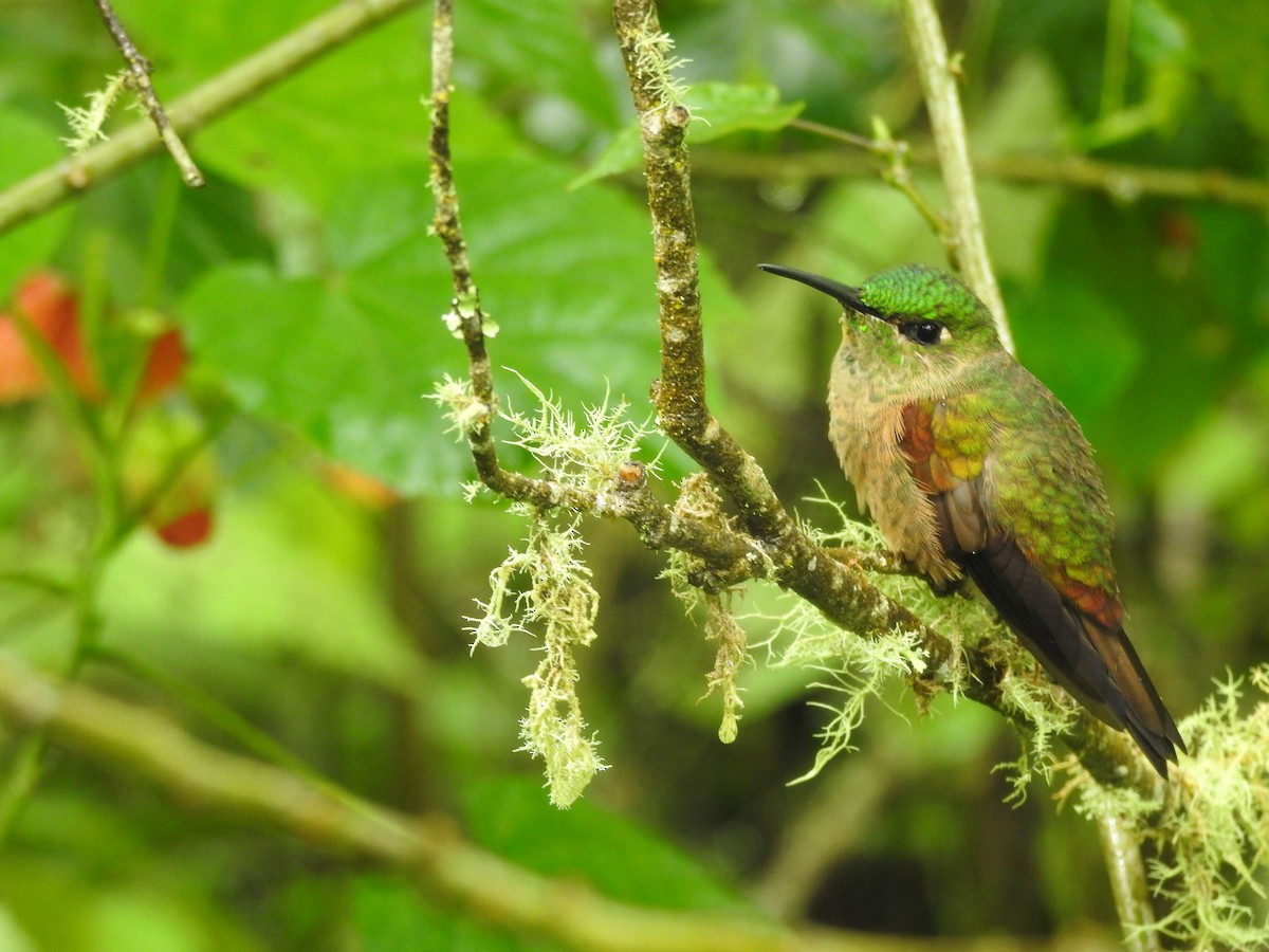 Fawn-breasted Brilliant - ML634722437