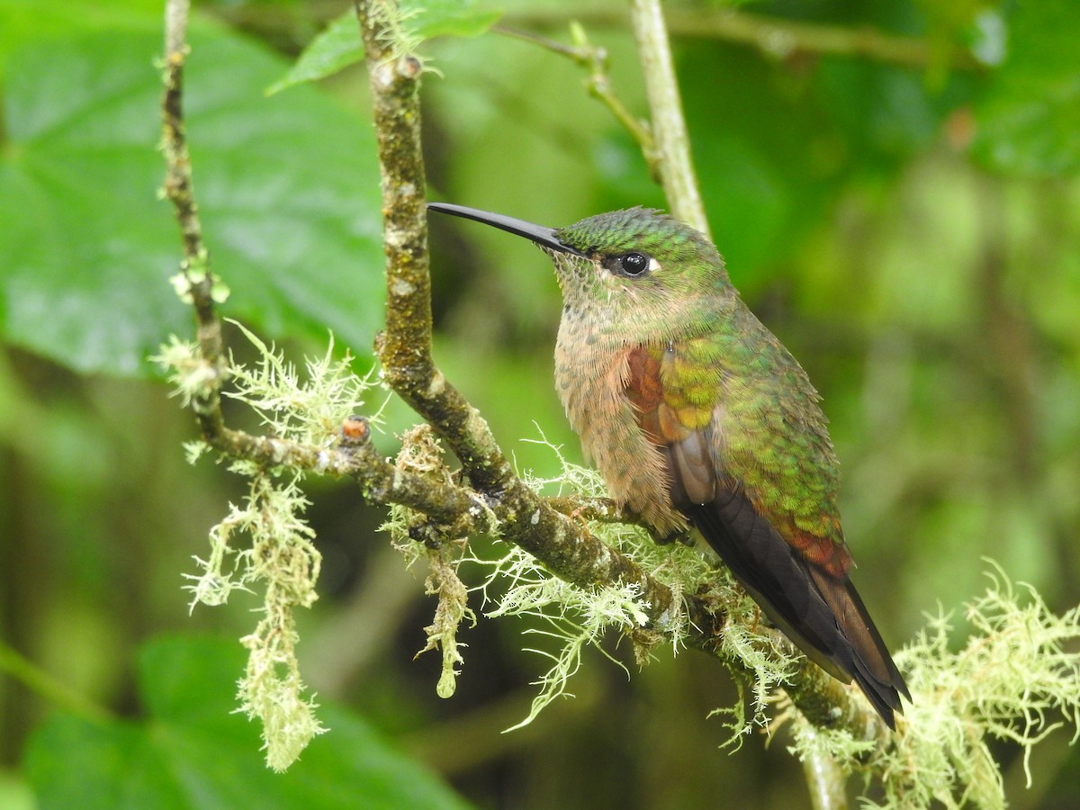 Fawn-breasted Brilliant - ML634722439