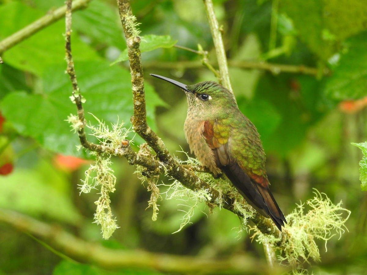 Fawn-breasted Brilliant - ML634722440