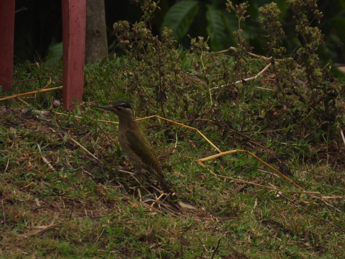 Streak-throated Woodpecker - ML634722636