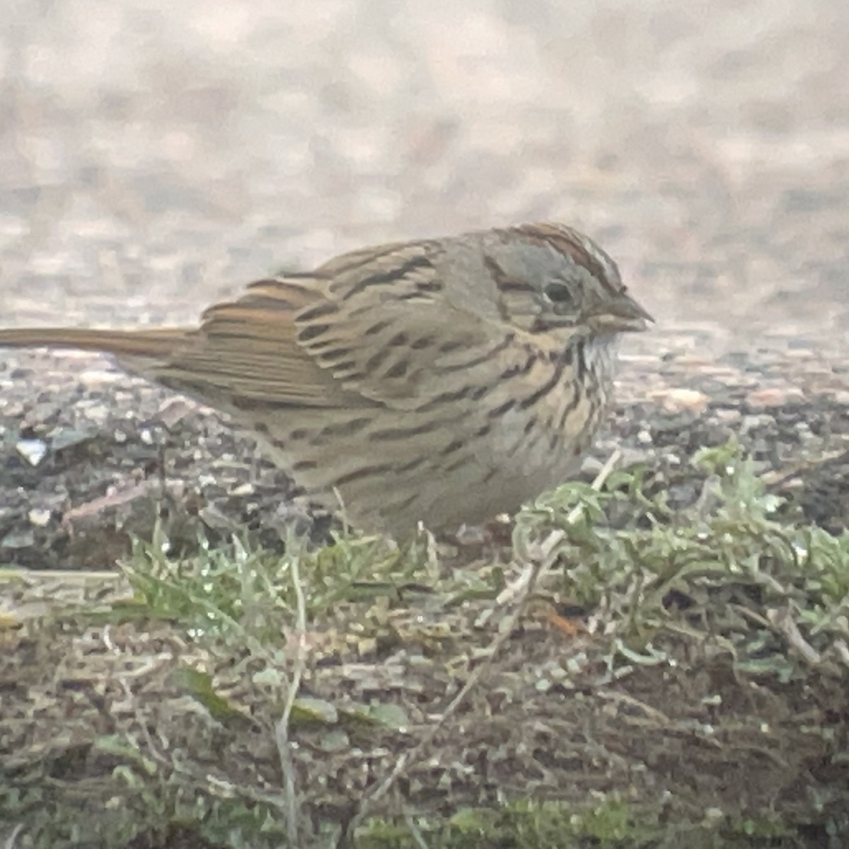 Lincoln's Sparrow - ML634722658