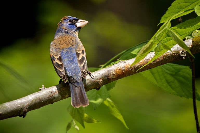 Blue Grosbeak - ML634722742