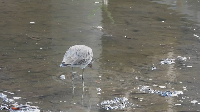 Willet - ML634722799