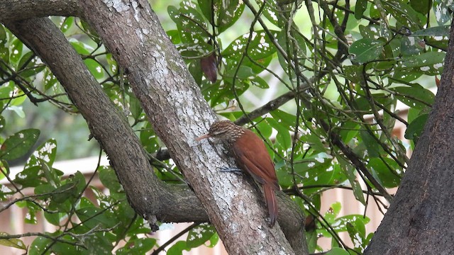 Straight-billed Woodcreeper - ML634722822