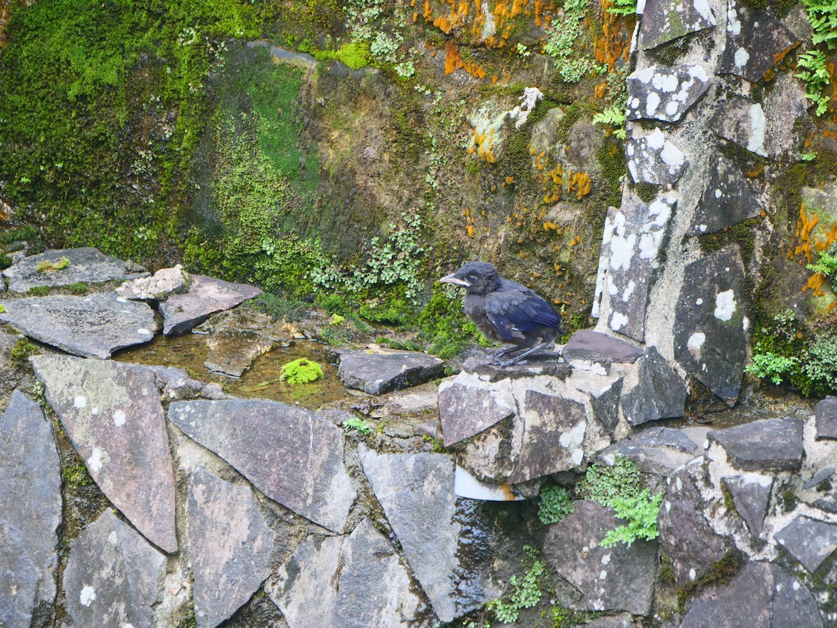 Taiwan Whistling-Thrush - ML634722892