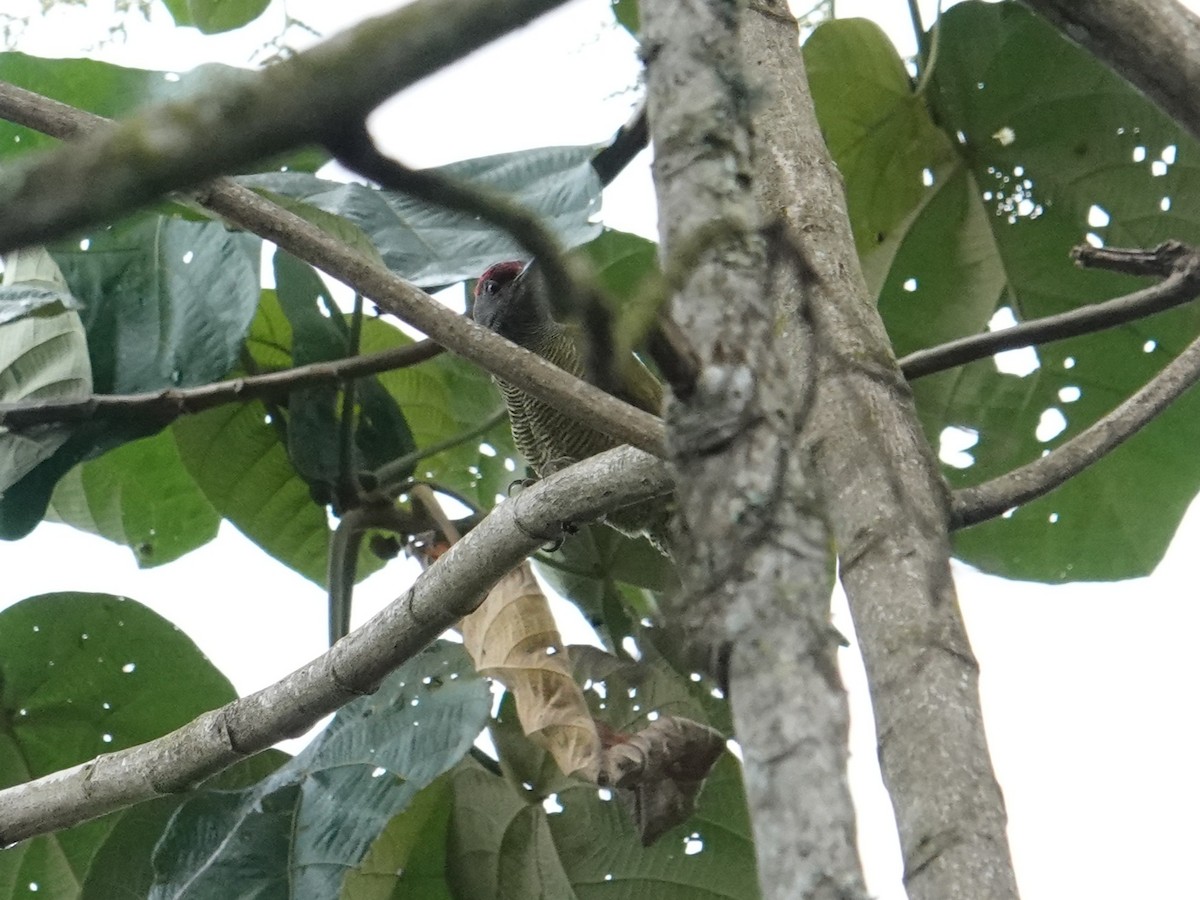 Fine-banded Woodpecker - ML634723029