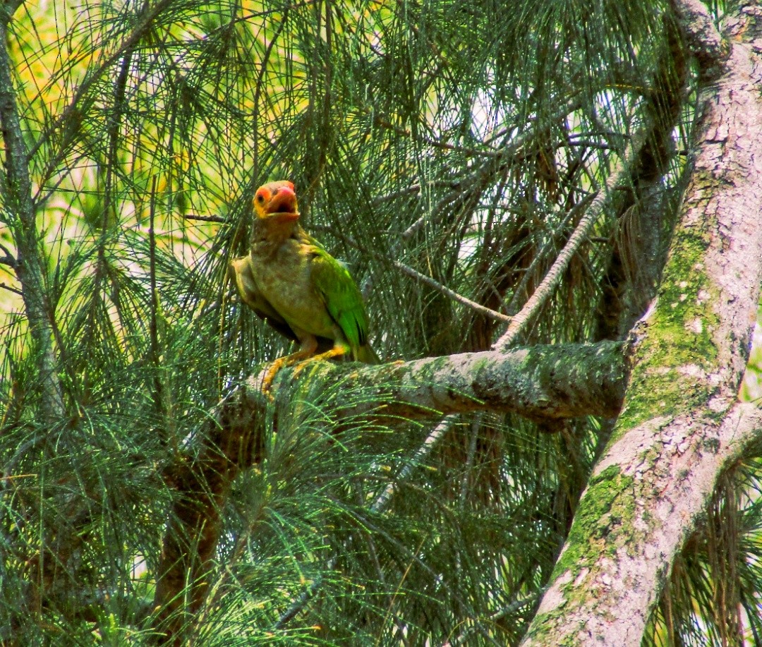 Brown-headed Barbet - ML634723083