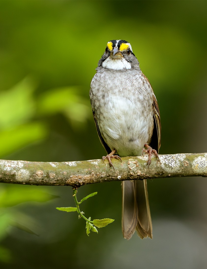 White-throated Sparrow - ML634723104