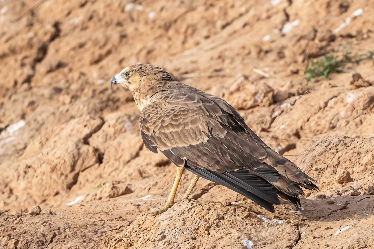African Harrier-Hawk - ML634723106