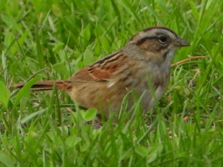 Swamp Sparrow - ML634723246