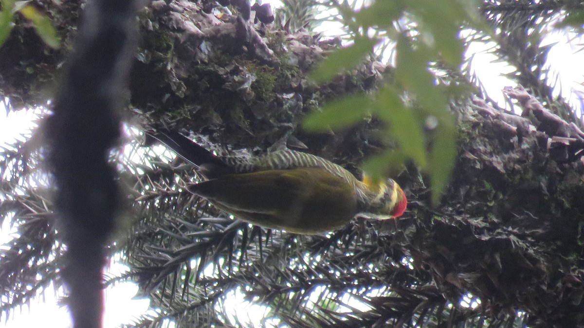 White-browed Woodpecker - ML634723274