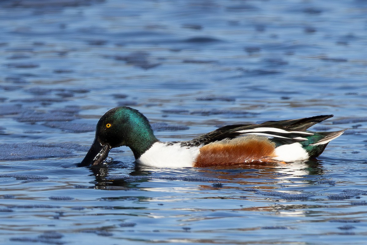Northern Shoveler - ML634723314