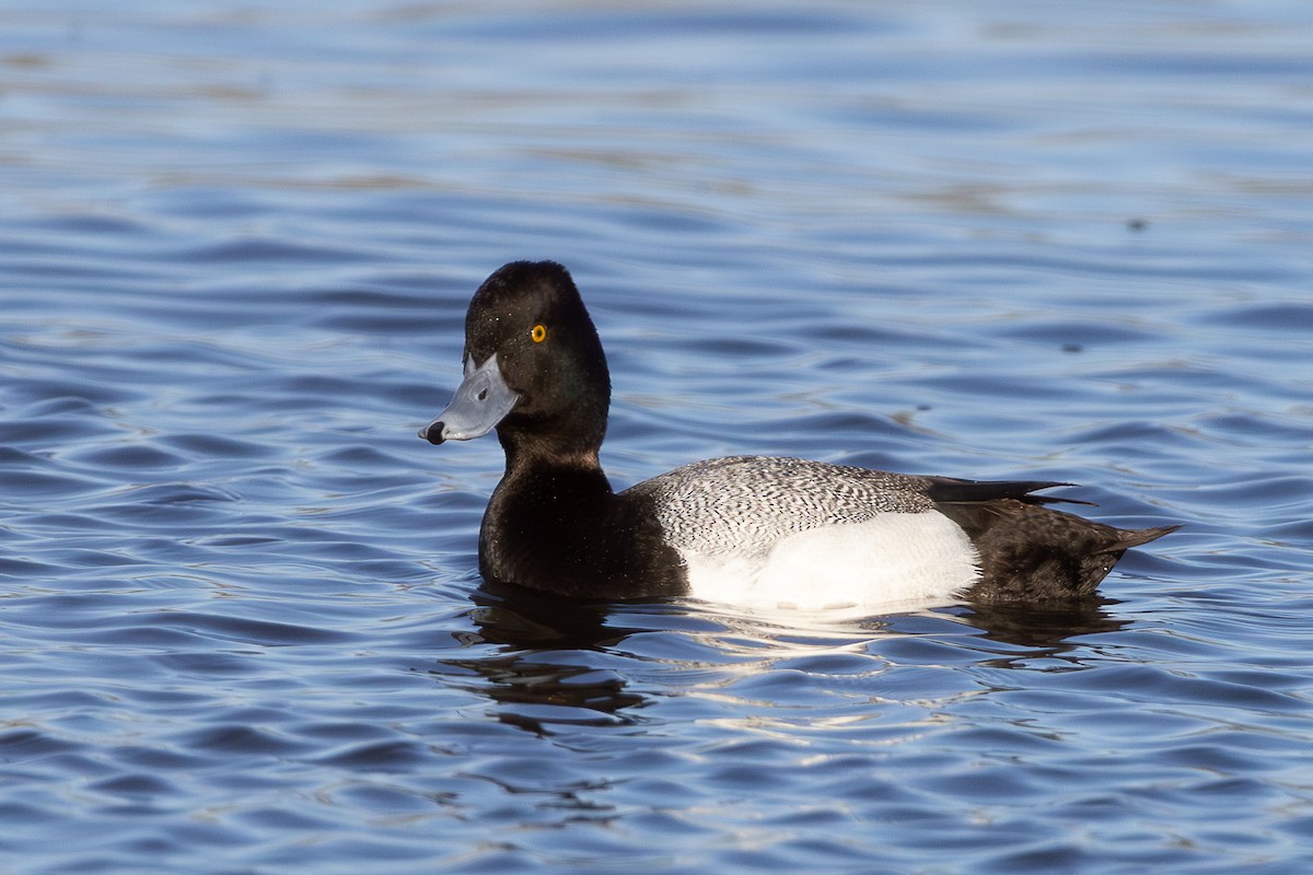 Lesser Scaup - ML634723327