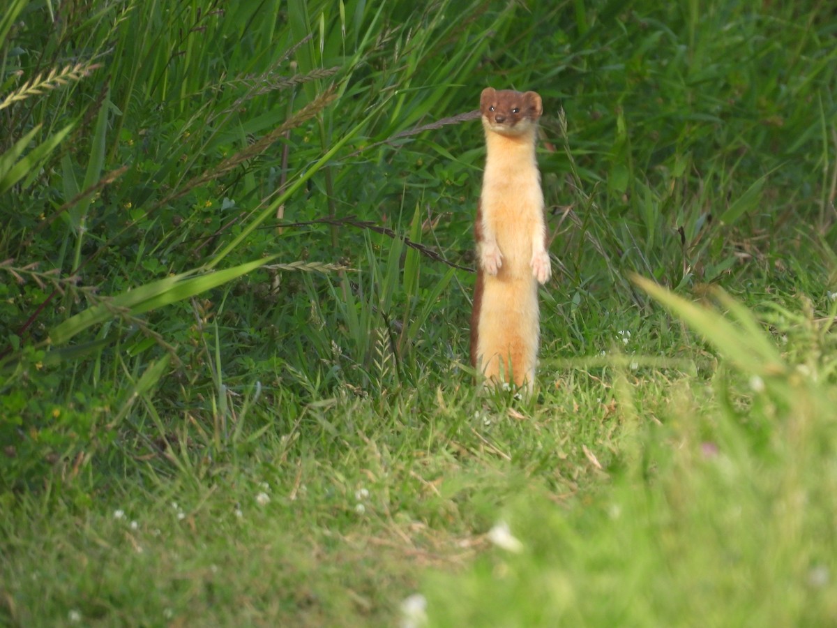 Least Weasel - ML634723361