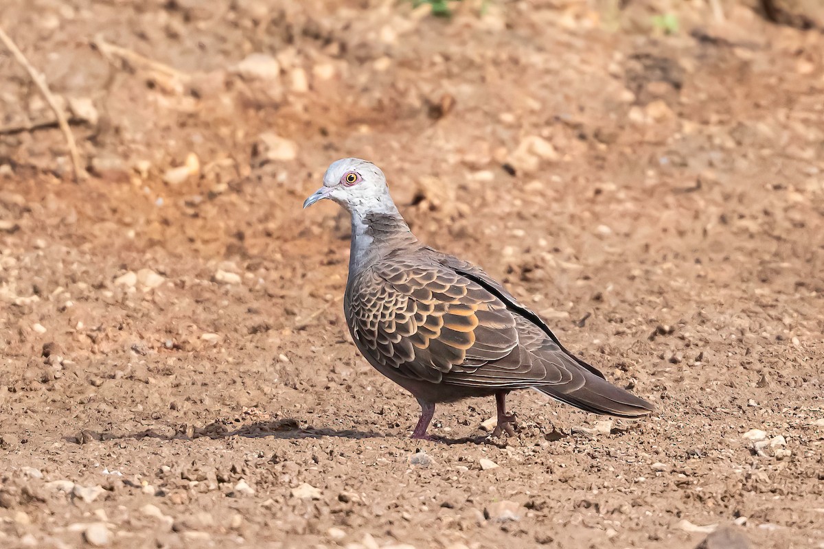Adamawa Turtle-Dove - ML634723517
