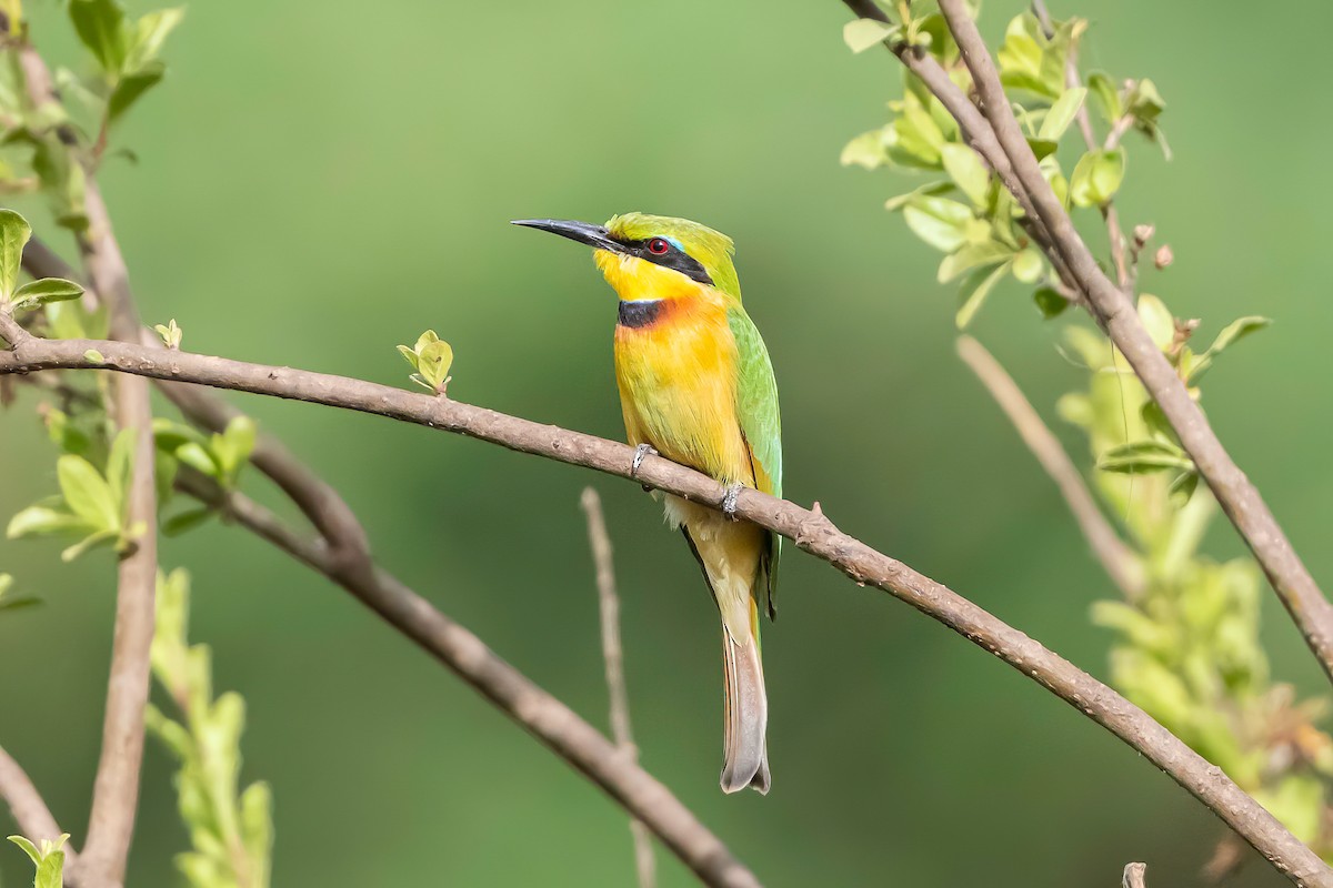 Little Bee-eater - ML634723541