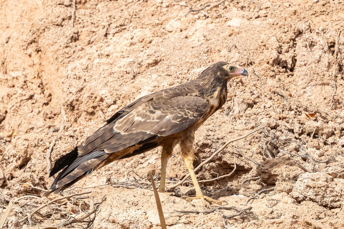African Harrier-Hawk - ML634723649