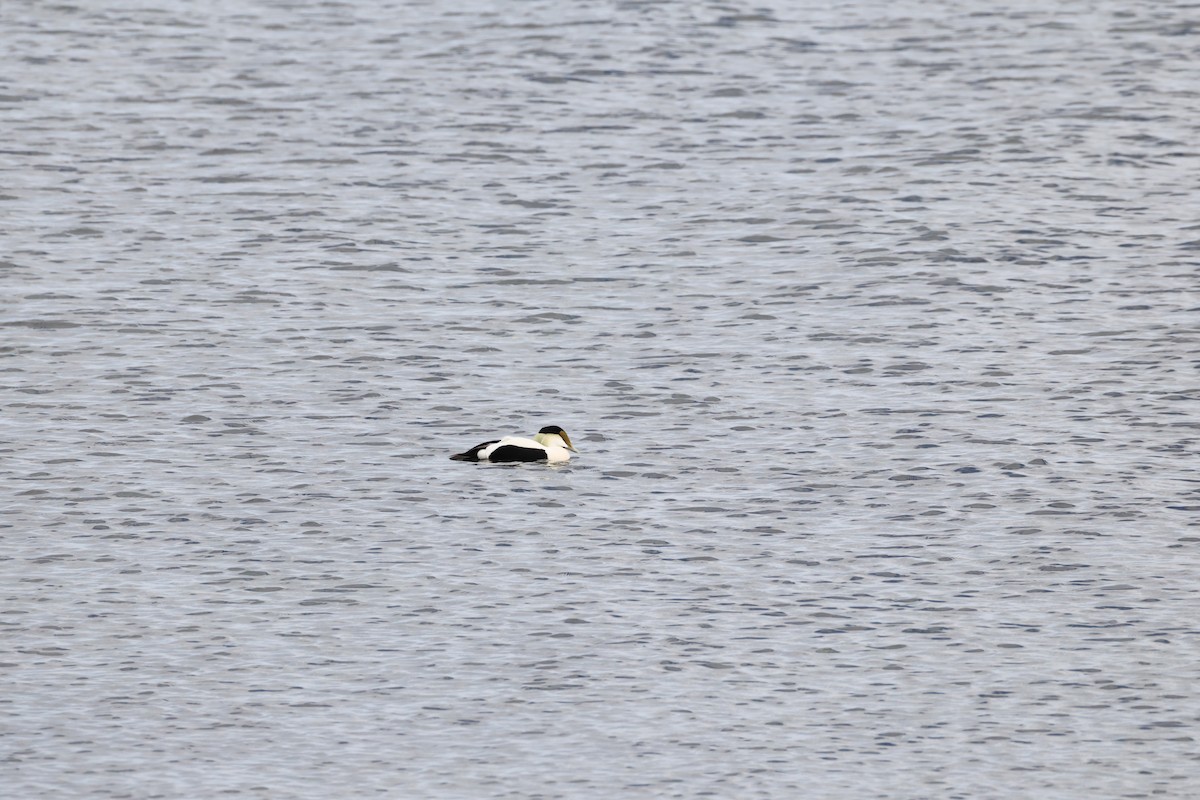 Common Eider - ML634723804