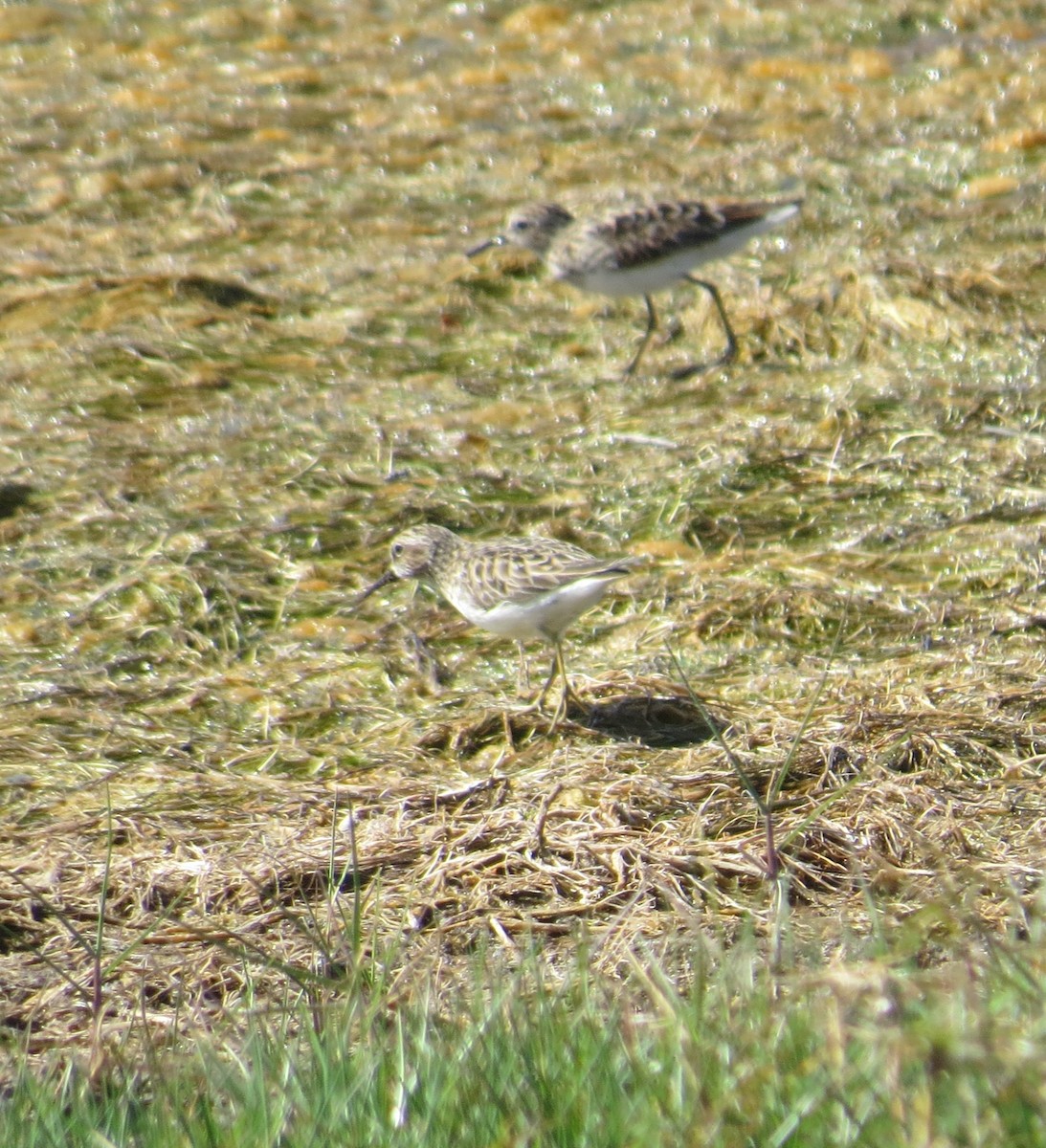 Least Sandpiper - ML634723957