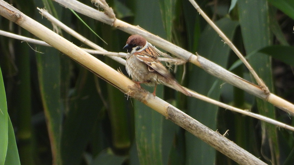 Eurasian Tree Sparrow - ML634723970