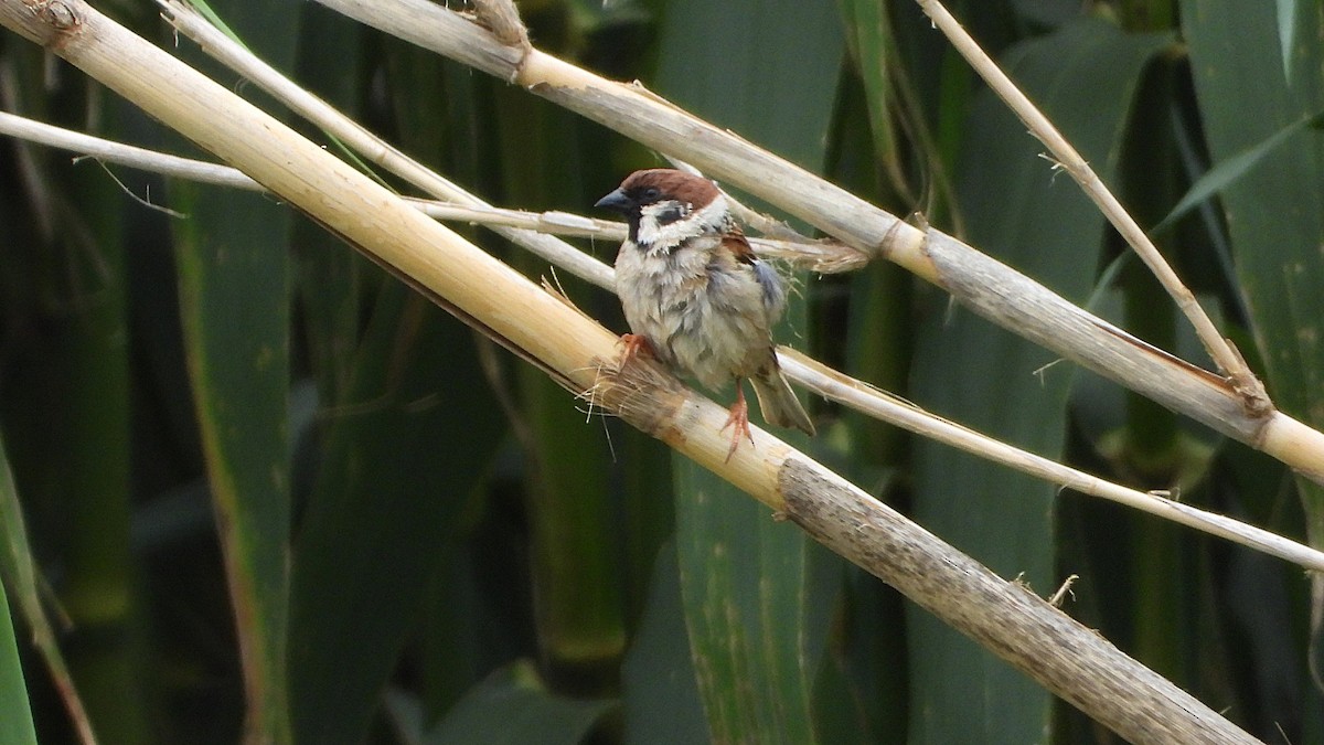 Eurasian Tree Sparrow - ML634723971