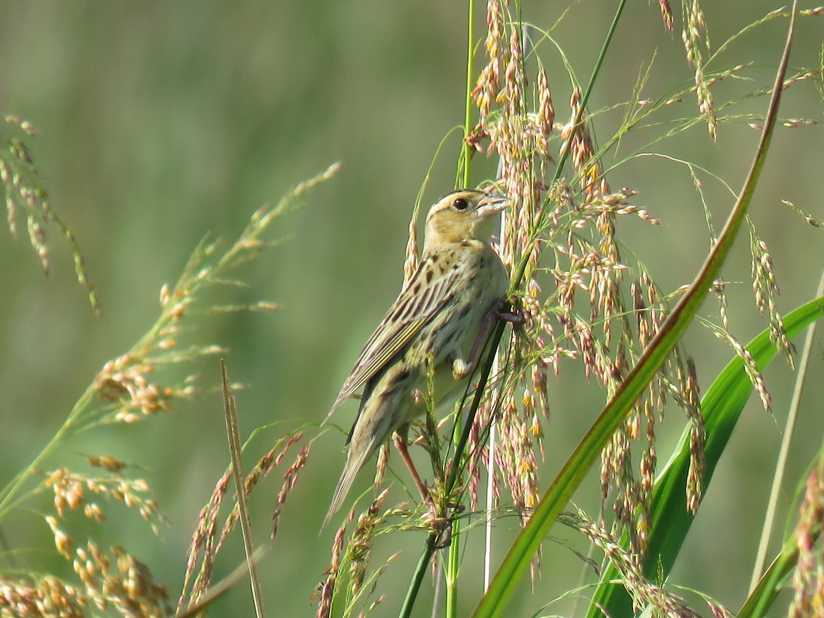 Bobolink - ML634724111