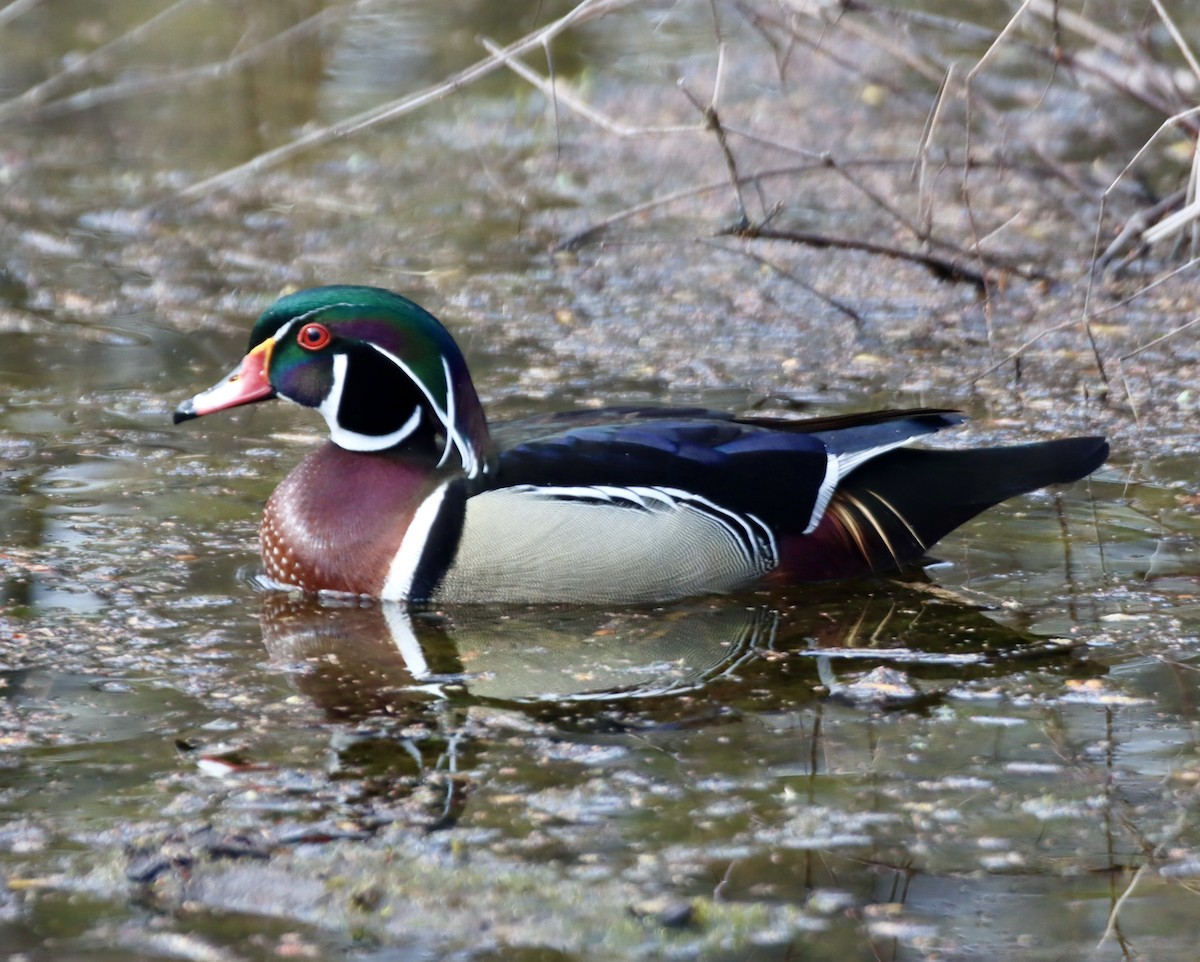 Wood Duck - ML634724116