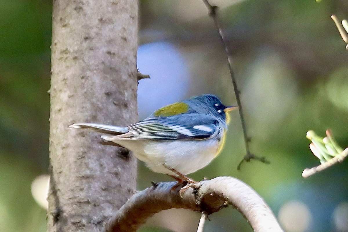 Northern Parula - ML634724157