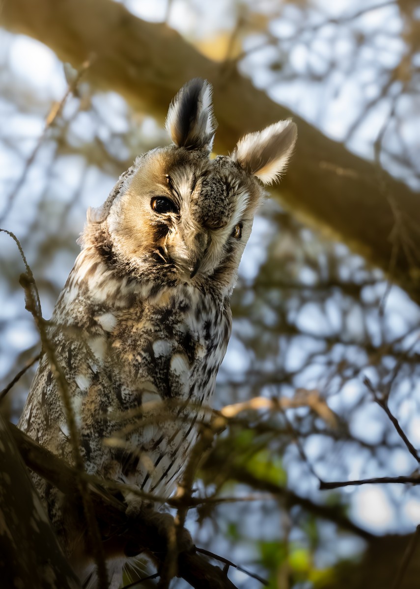 Long-eared Owl (Eurasian) - ML634724213