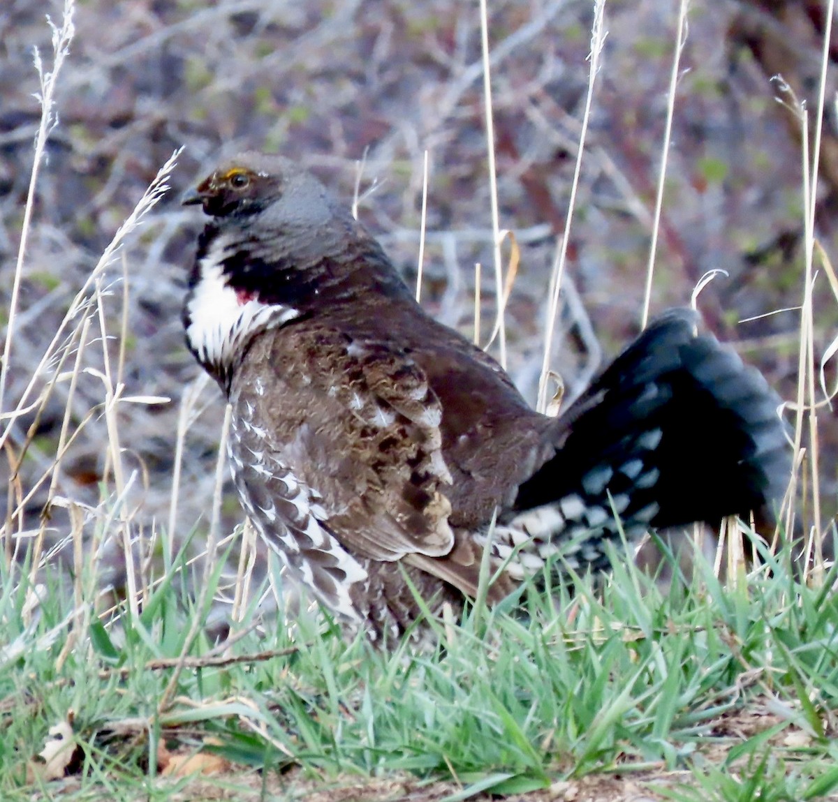 eBird Checklist - 28 Apr 2025 - Routt Co. Rd. 80--First Hill - 5 species