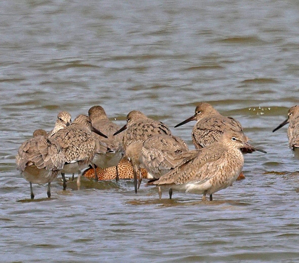 vodouš břehoušovitý - ML634724341