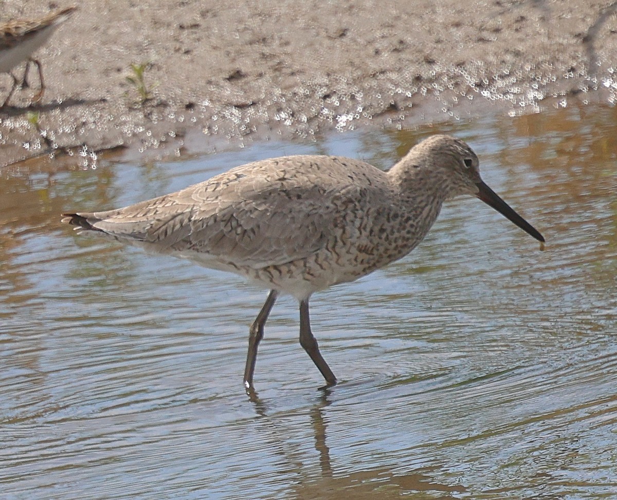 vodouš břehoušovitý - ML634724429