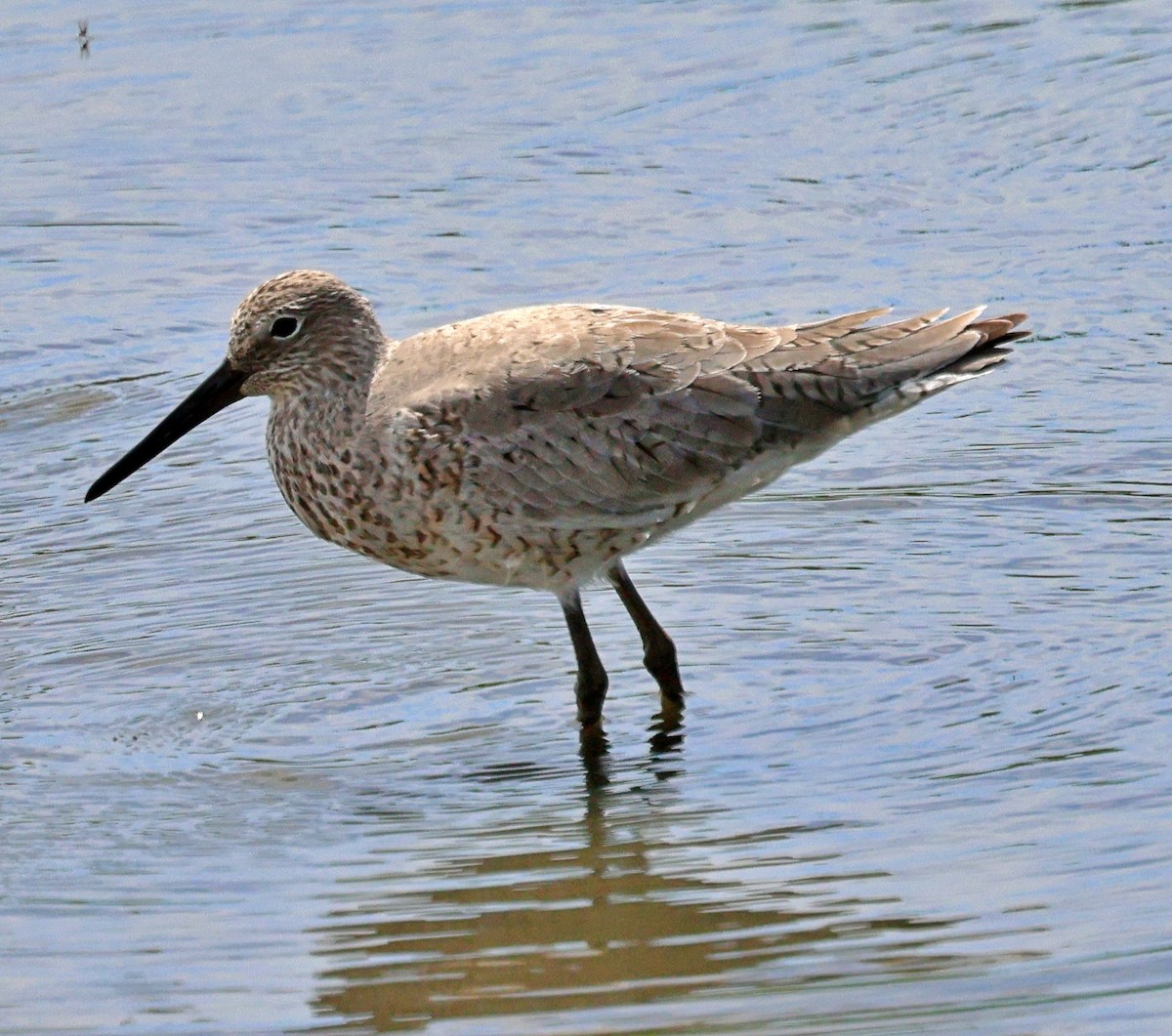 vodouš břehoušovitý - ML634724430