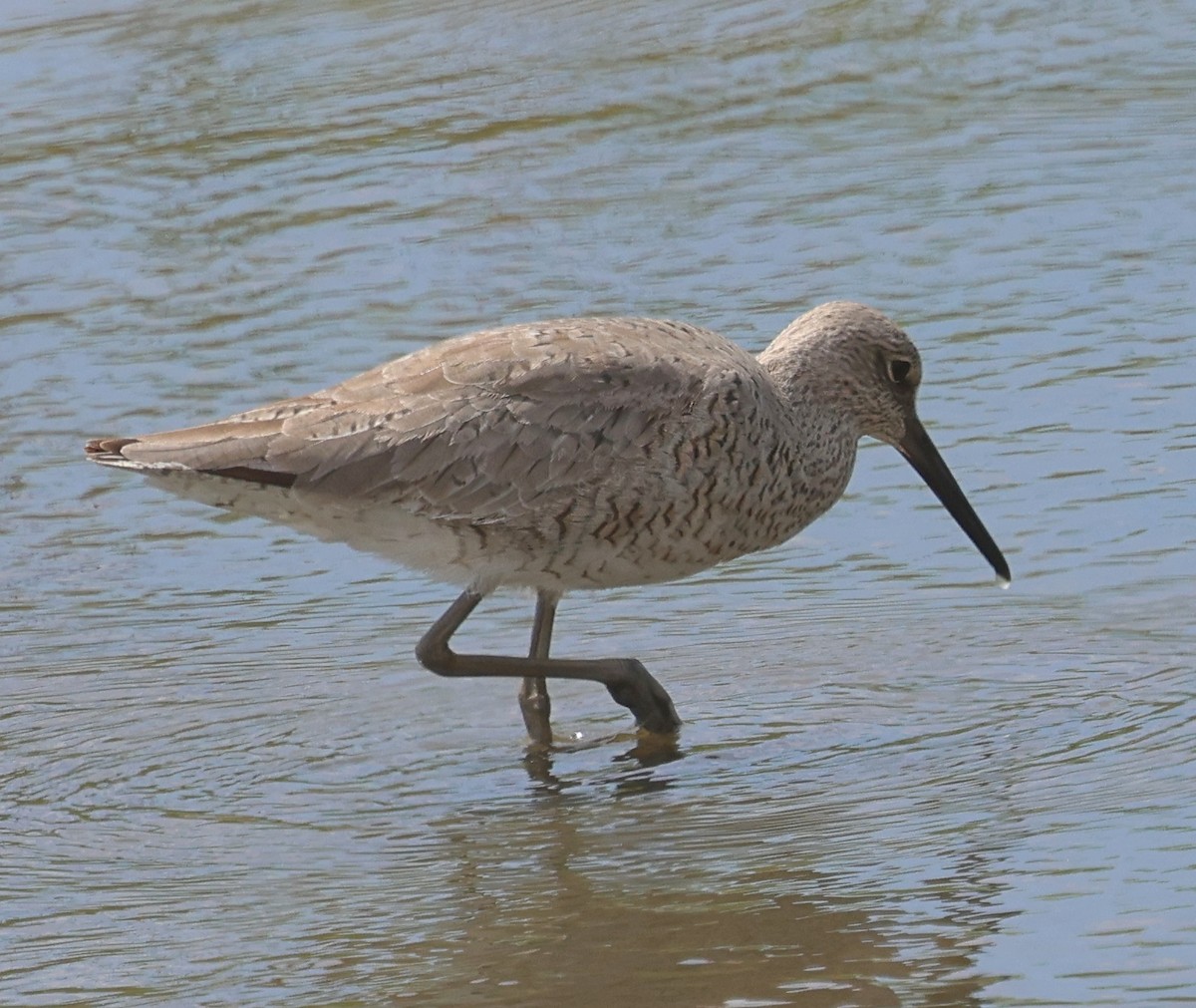 vodouš břehoušovitý - ML634724434