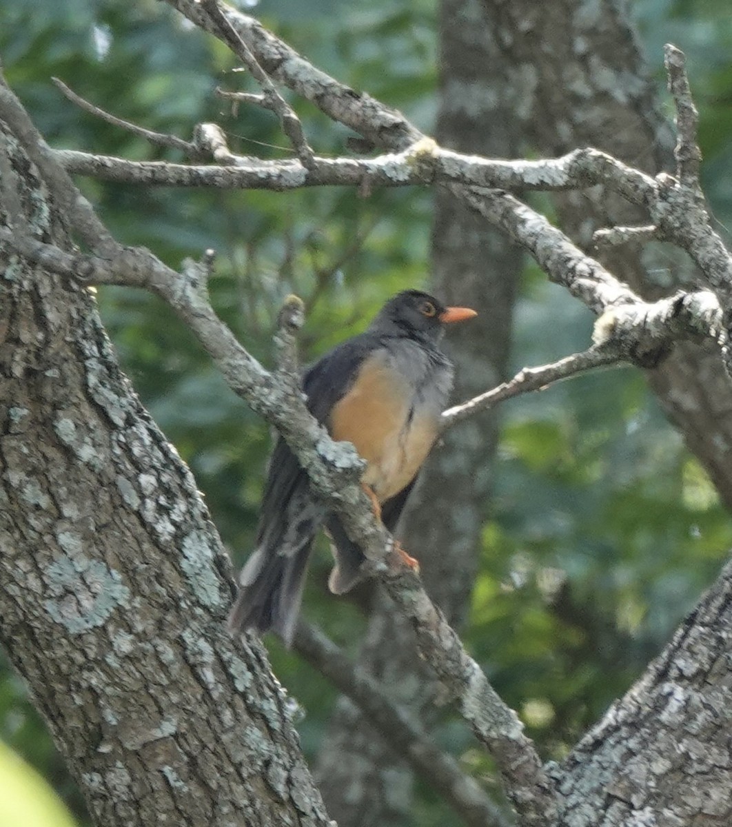 Abyssinian Thrush - ML634724590