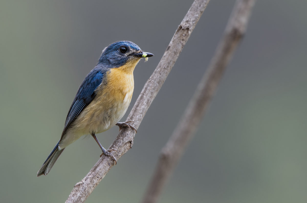 Tickell's Blue Flycatcher - ML634725140