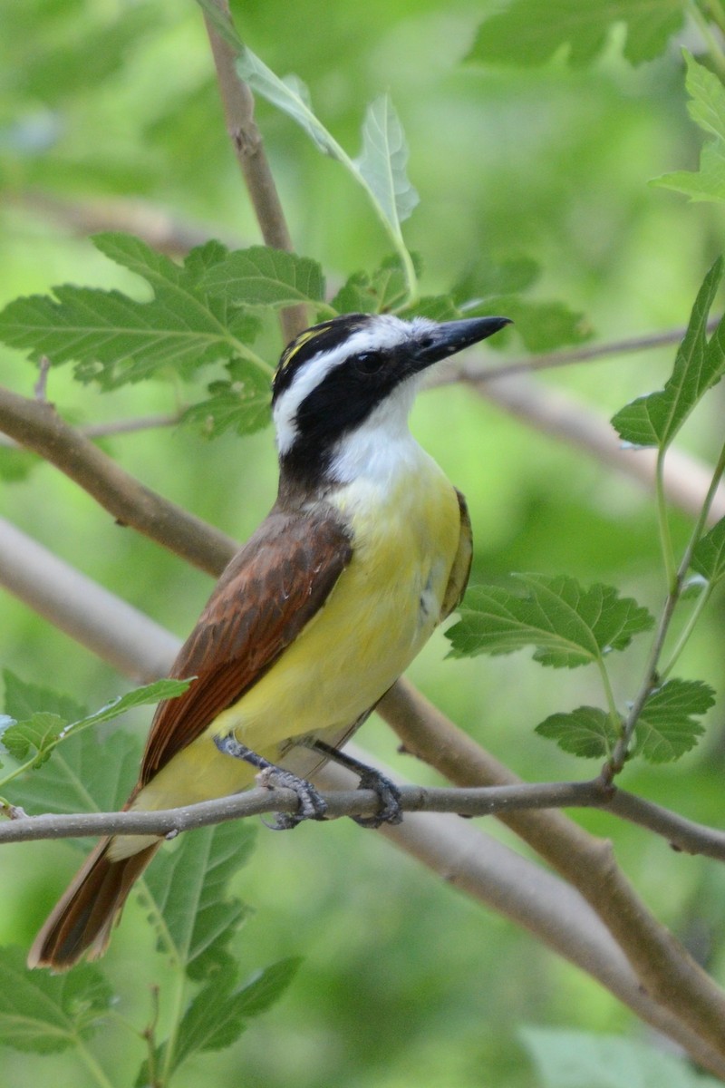 Great Kiskadee - ML634725205